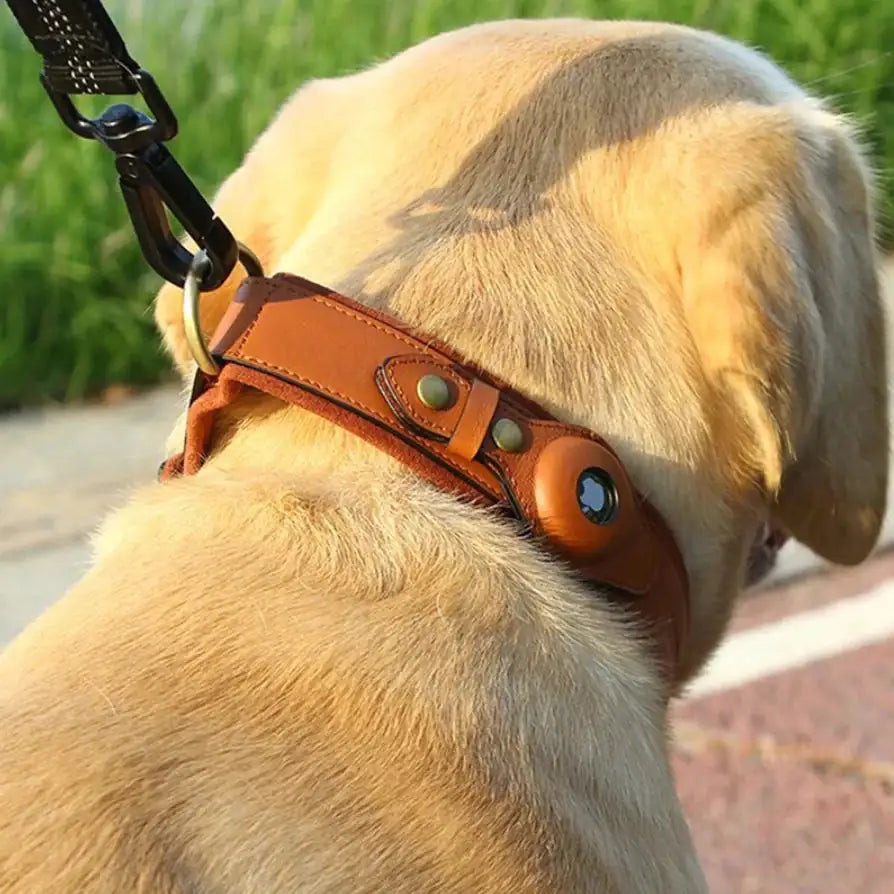 The Original Roam Collar