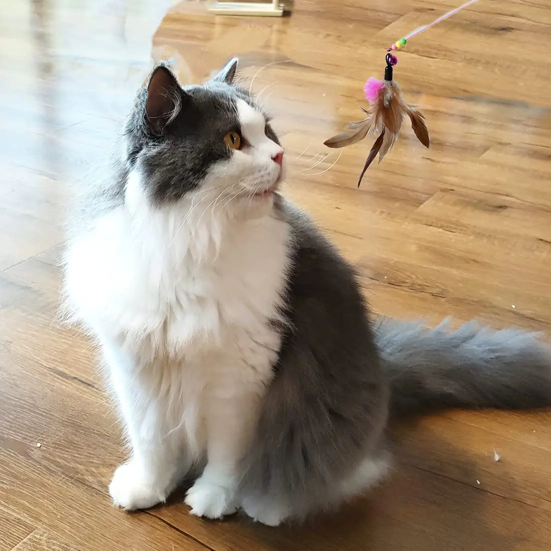 Feather and Ball Cat Toys (5 or 10 Piece)